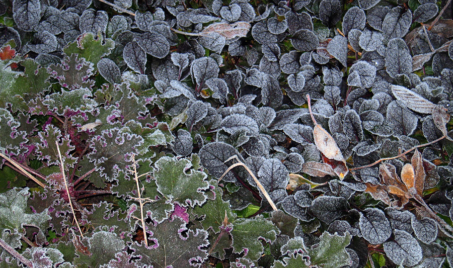 Tuesday December 18th (2007) frosty mornings align=