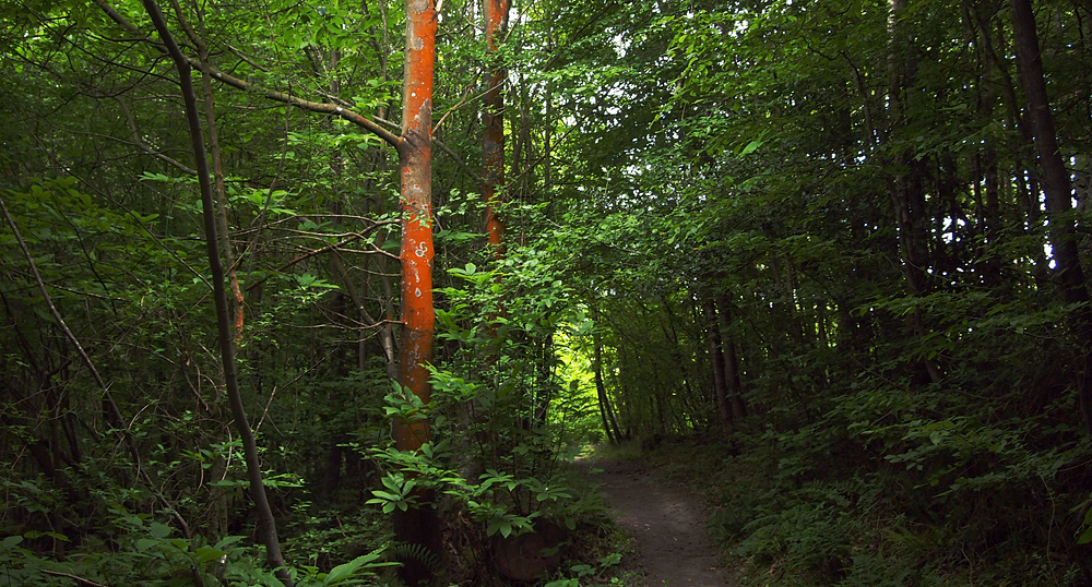 Monday May 16th (2011) orange trees align=