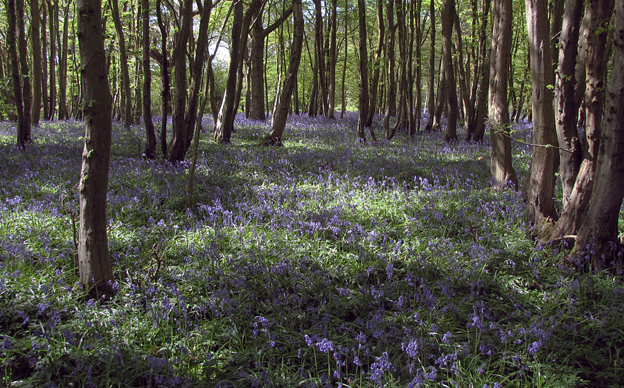 Sunday April 26th (2009) bluebell season align=