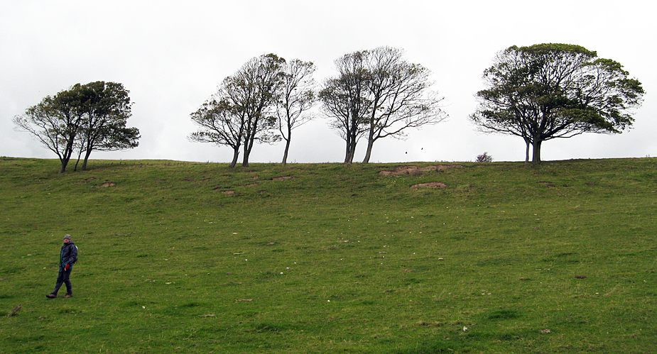 Friday October 17th (2008) four trees align=