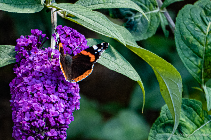 Thursday July 9th (2020) buddlea align=