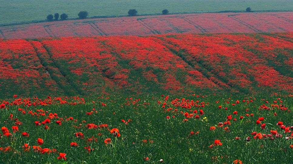 Saturday June 13th (2009) über-poppies align=