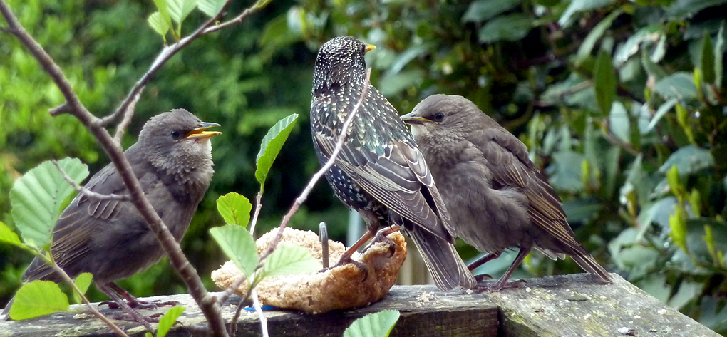 Thursday May 30th (2013) feeding babies align=