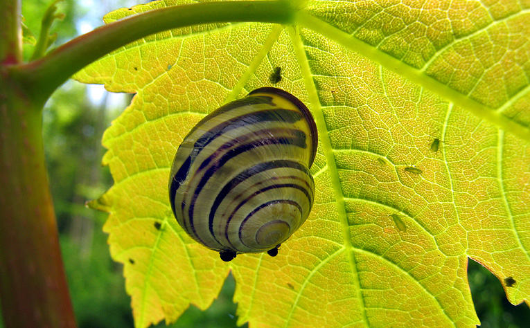 Sunday May 28th (2006) snail & aphids on sycamore align=