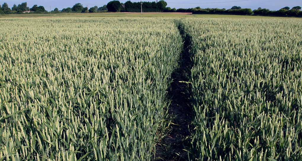 Tuesday June 25th (2013) footpath maintained align=