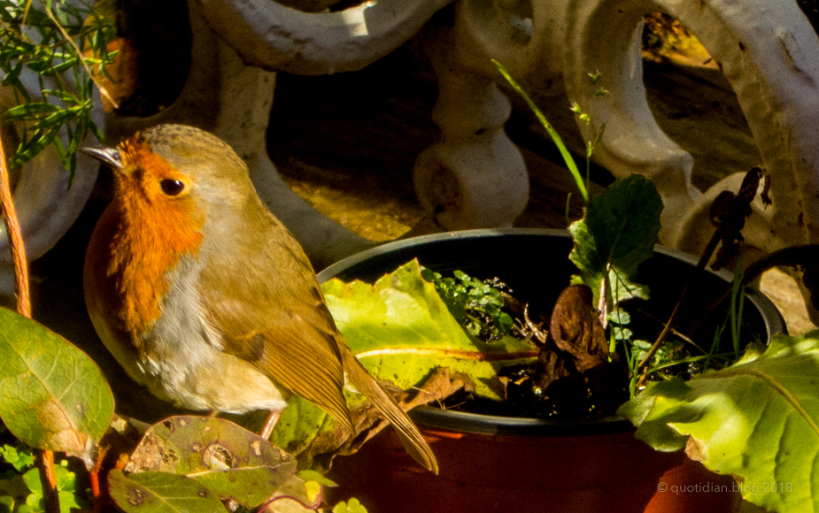 Wednesday January 24th (2018) who doesn't love a robin? align=