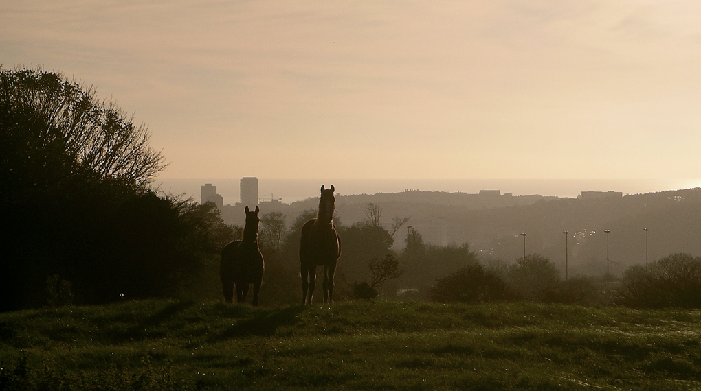 Friday October 18th (2013) horses above brighton align=