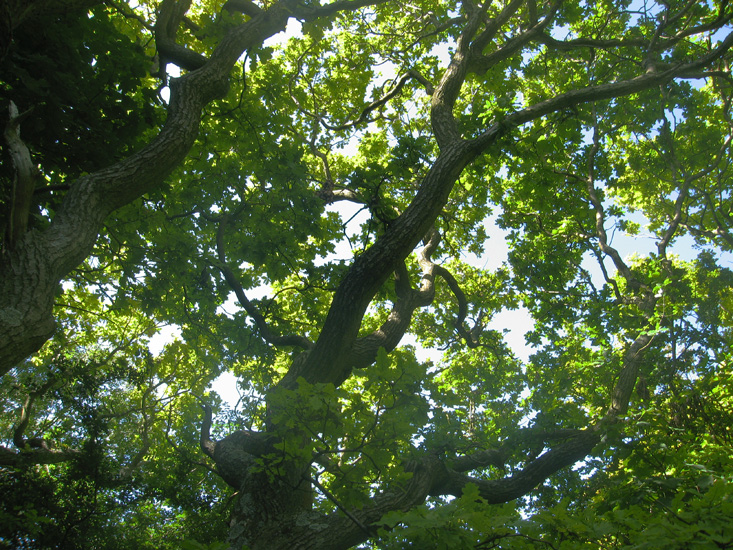 Thursday July 19th (2007) oak canopy align=