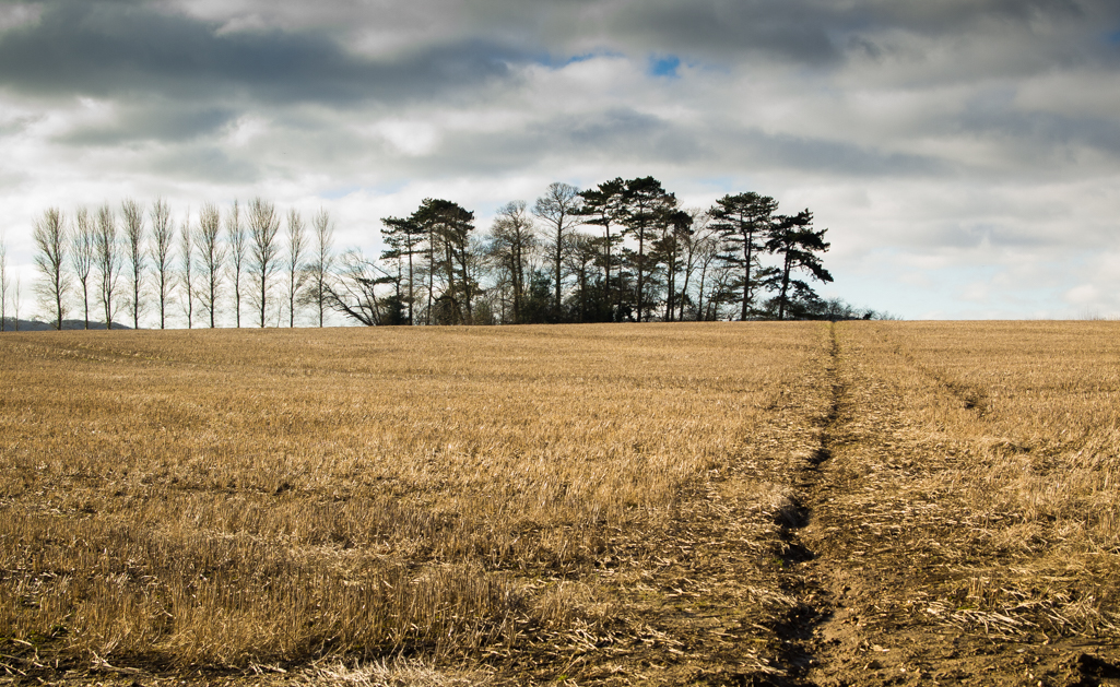 Saturday February 7th (2015) stand of trees align=