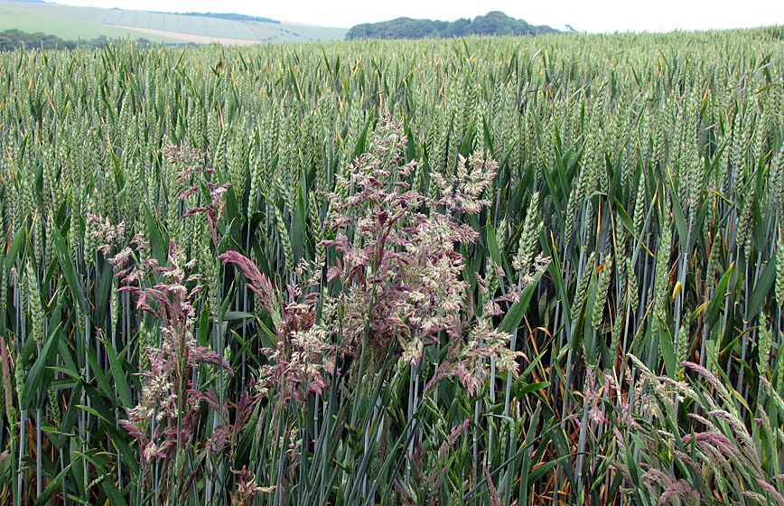 Friday June 19th (2009) purple grass align=