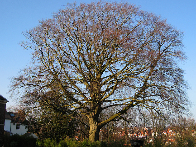 Tuesday January 27th (2009) Fagus sylvatica align=