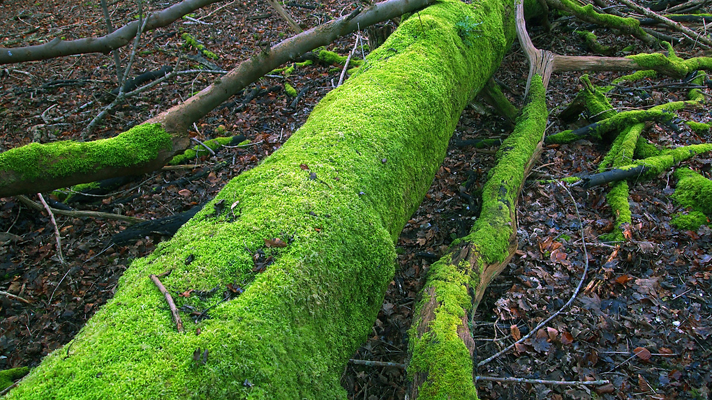 Monday February 25th (2013) green trunk align=