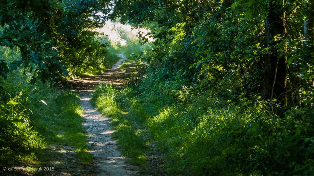 Friday July 3rd (2015) shady woodland align=