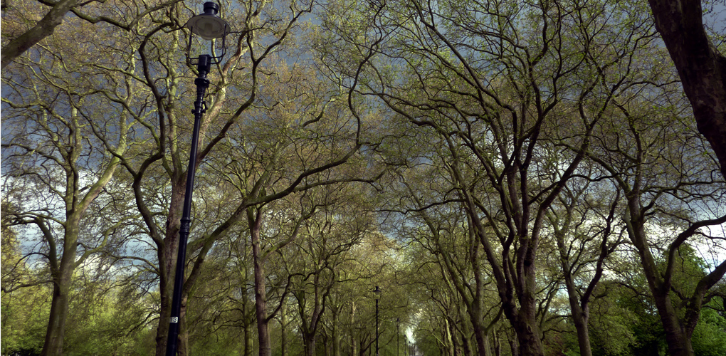 Thursday May 16th (2013) hyde park canopy align=