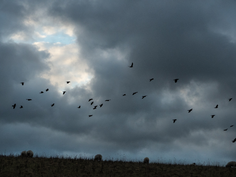 Wednesday February 18th (2015) counting crows align=