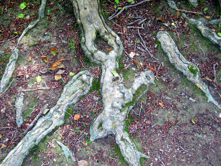 Tuesday May 30th (2006) beech roots align=