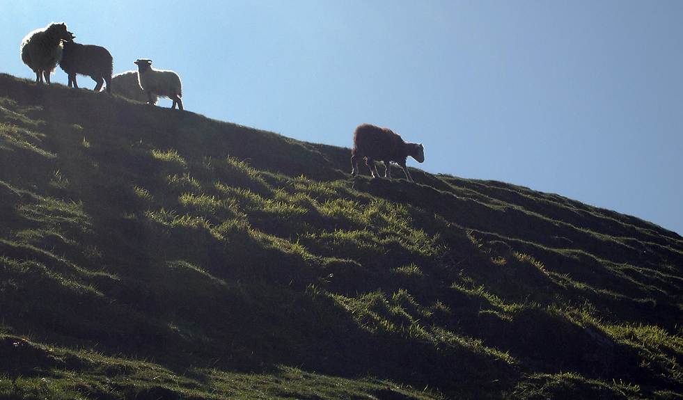 Wednesday May 16th (2012) sunny sheep align=