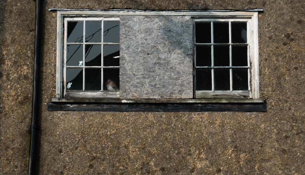 Thursday March 19th (2015) pigeon looking out align=