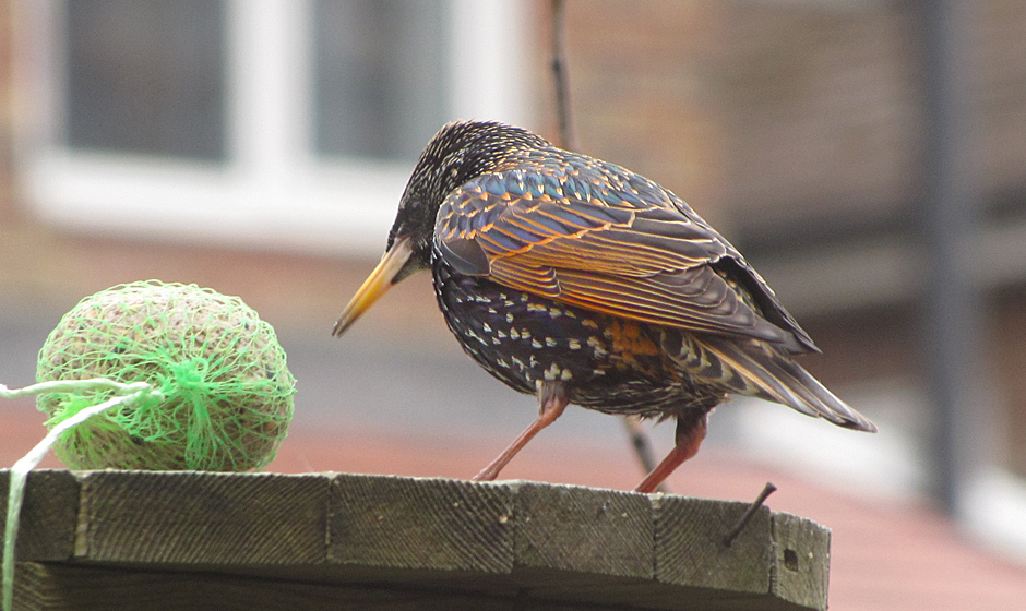 Sunday February 1st (2009) starling align=