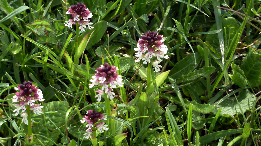 Wednesday May 29th (2013) burnt orchid align=