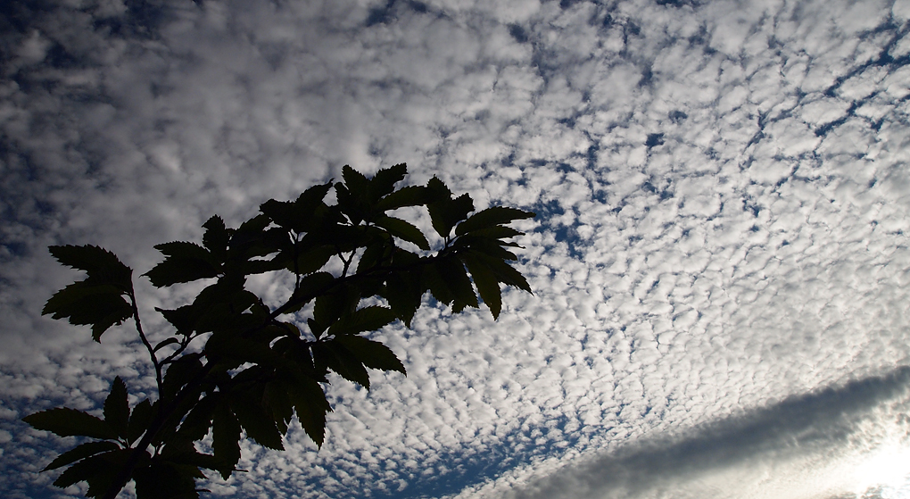 Sunday July 21st (2013) sky and sweet chestnut align=