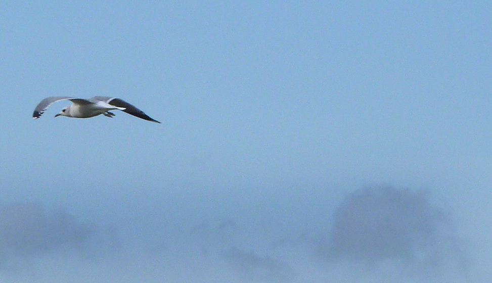 Friday November 27th (2009) flying against the wind align=