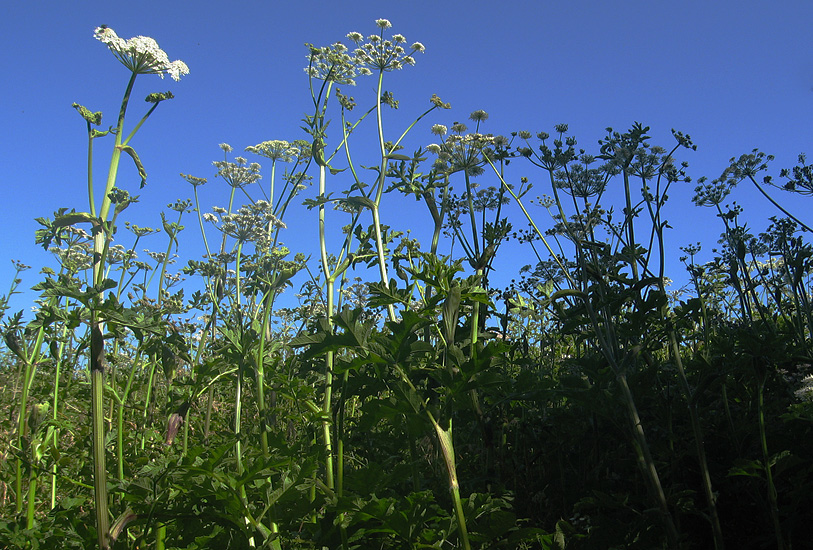 Wednesday July 18th (2007) umbelliferous align=