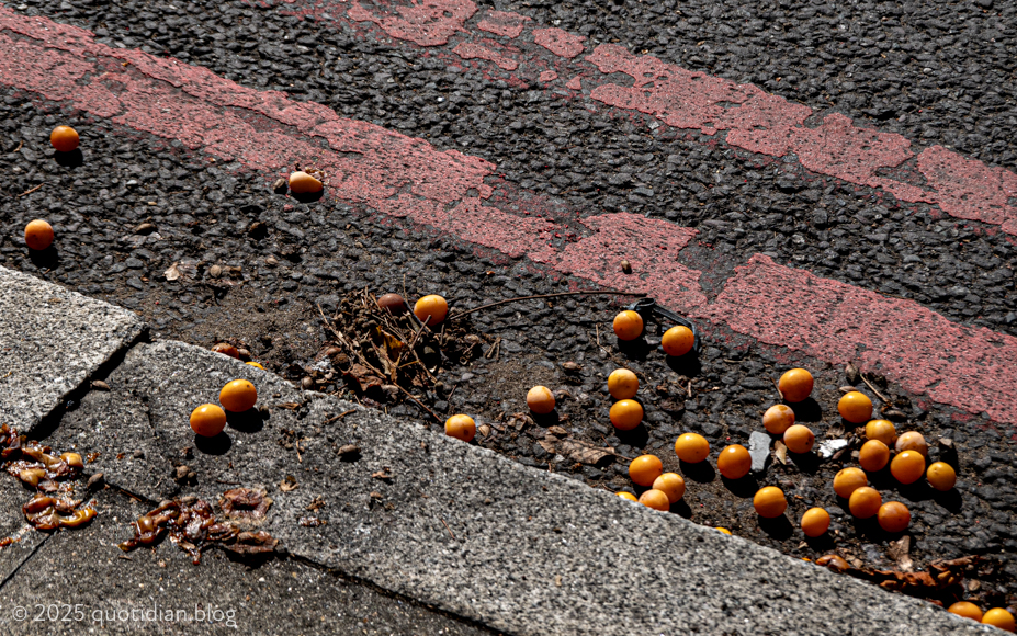 Wednesday September 3rd (2025) red route