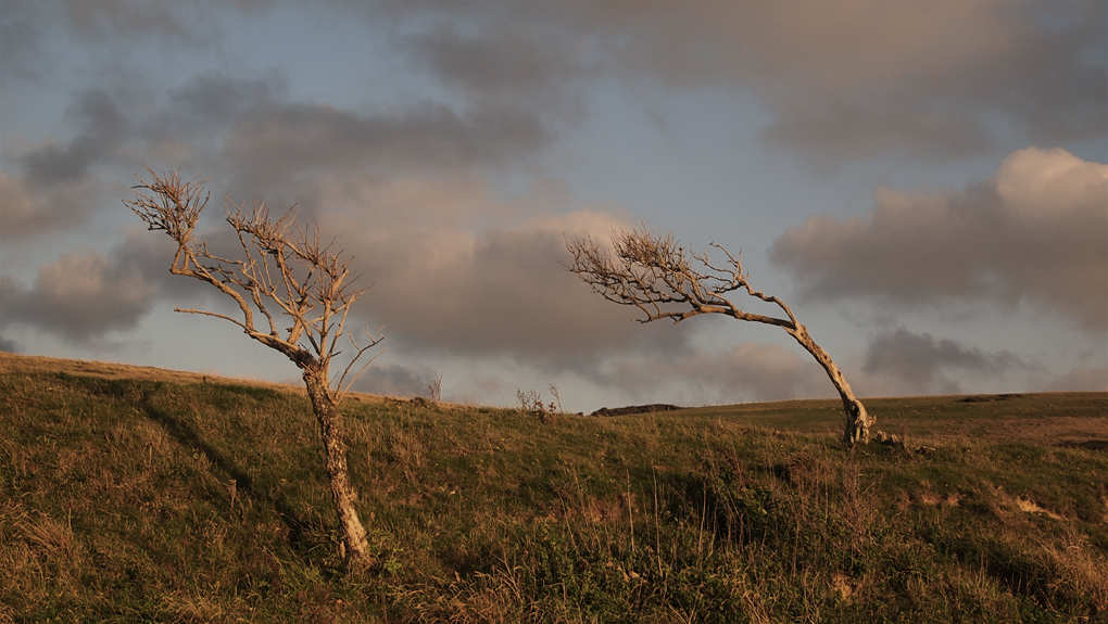 Monday November 14th (2011) two blasted trees align=