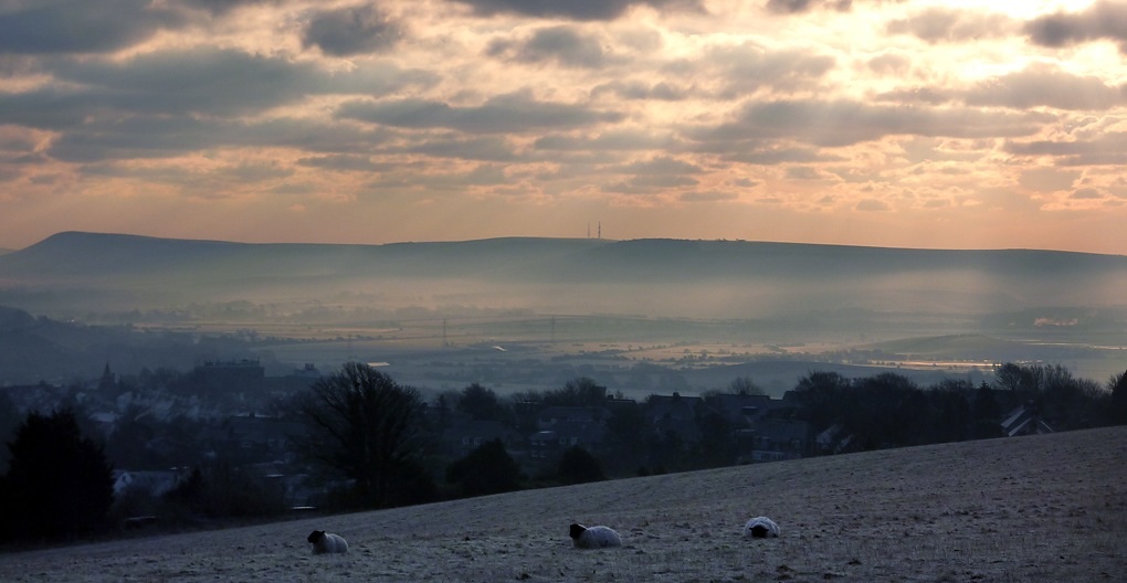 Thursday January 17th (2013) frosty sheep align=