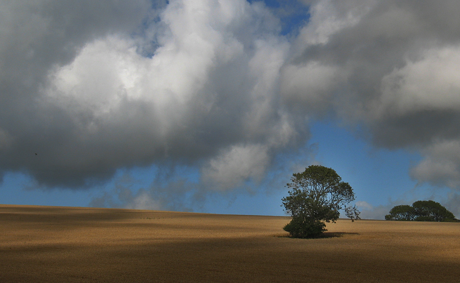 Monday August 13th (2007) tree in a field align=