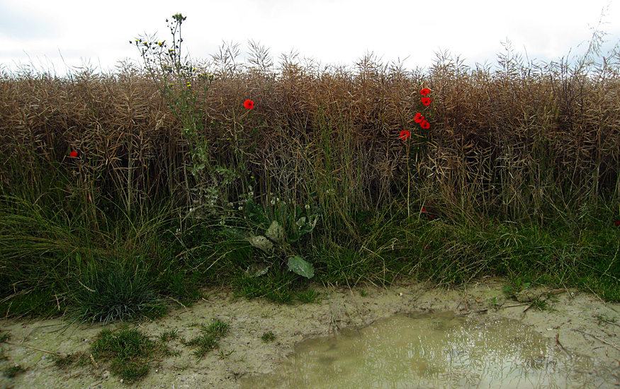 Monday July 23rd (2007) escaped poppies align=