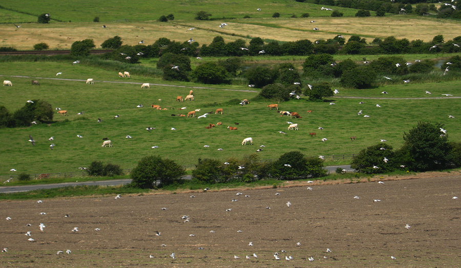 Friday July 27th (2007) cows and kittiwakes align=