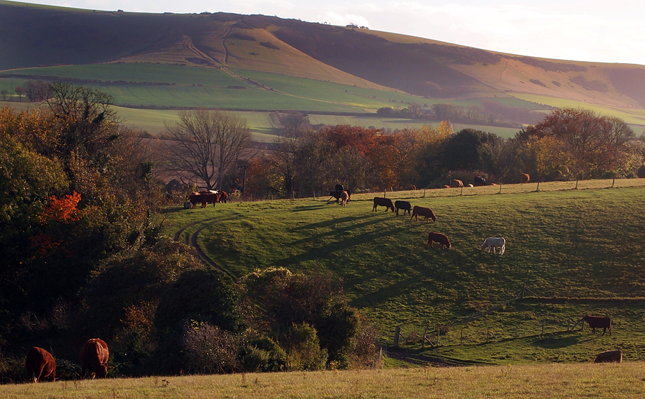 Sunday November 6th (2011) grazing align=