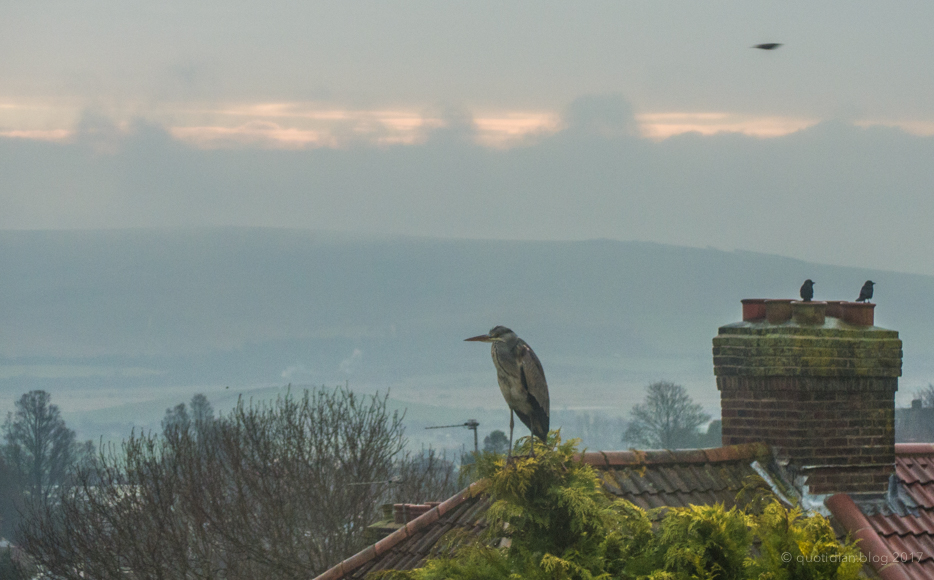 Sunday January 15th (2017) grey heron align=