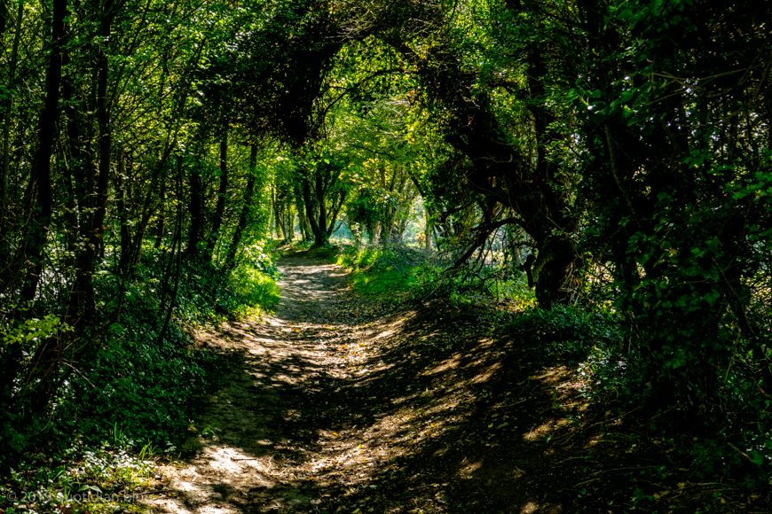 Sunday May 12th (2019) wooded paths align=