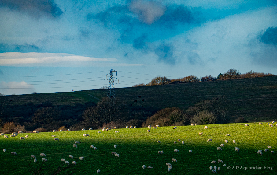 Saturday January 15th (2022) a person, some cows, some sheep align=