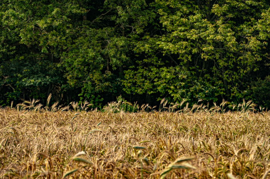 Sunday July 11th (2021) trees and fields align=