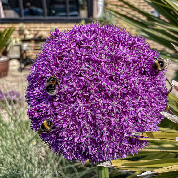 Tuesday June 3rd (2025) three bees align=