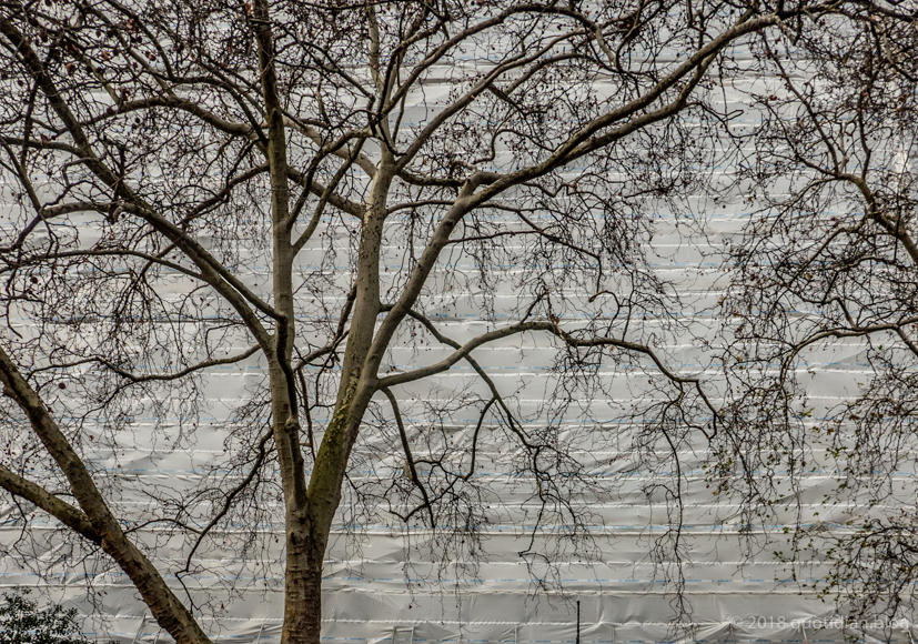 Thursday December 13th (2018) london plane and wrapped building align=