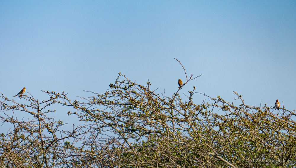 Sunday March 27th (2022) three goldfinches align=