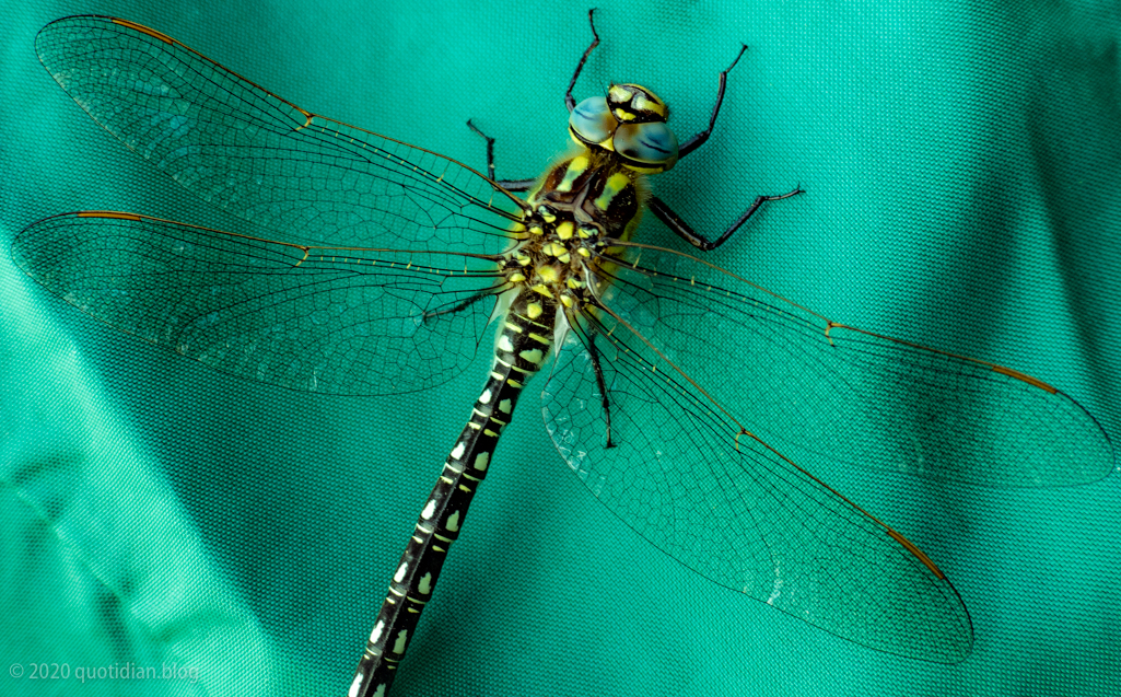 Sunday May 17th (2020) dragonfly align=