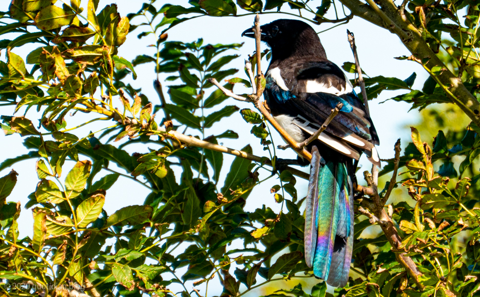 Thursday August 6th (2020) hiding magpie  align=