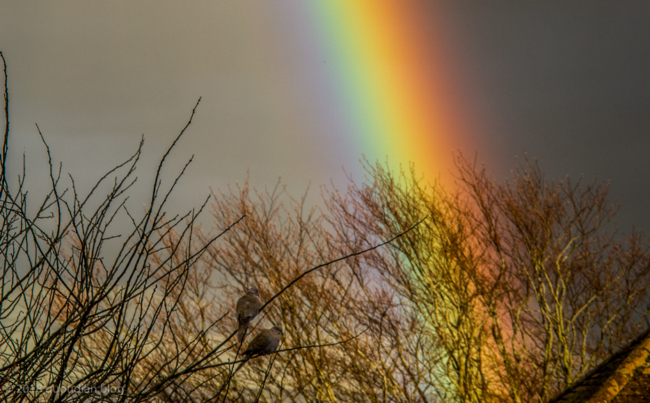 Thursday March 29th (2018) two doves and rainbow align=