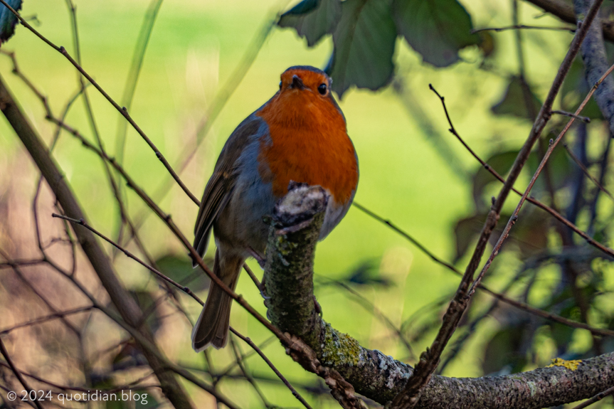 Saturday February 3rd (2024) red breast align=