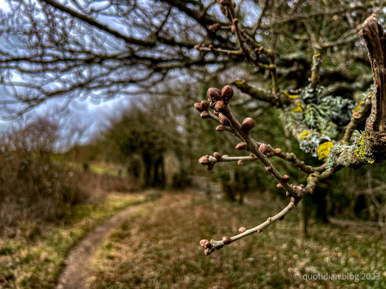 Wednesday March 15th (2023) budding oak align=