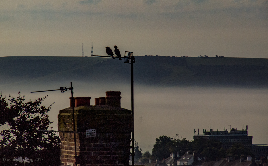 Wednesday August 23rd (2017) masts aerials and birds align=