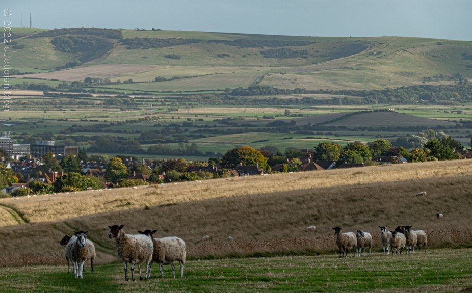 Saturday October 8th (2022) where sheep may safely graze align=