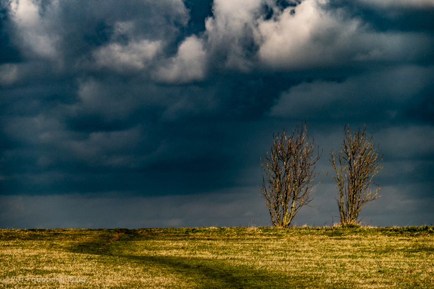 Monday March 18th (2019) two trees align=