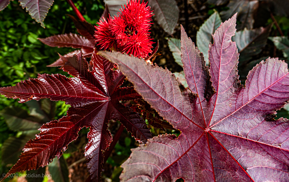 Saturday August 22nd (2020) ricinus communis align=